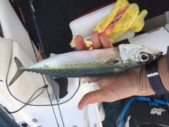 Scomber australasicus