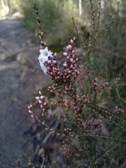 Epacris microphylla