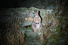 Notamacropus eugenii eugenii