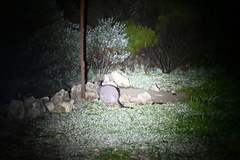 Notamacropus eugenii eugenii