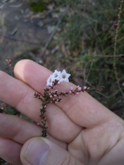 Epacris microphylla