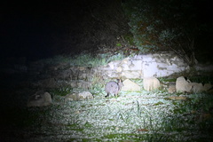 Notamacropus eugenii eugenii