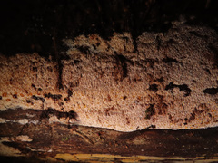 Phlebia nothofagi