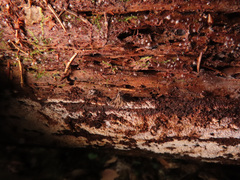 Phlebia nothofagi