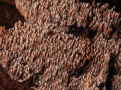 Phlebia nothofagi