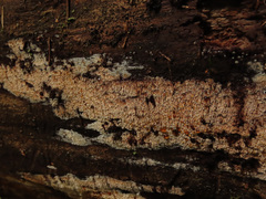 Phlebia nothofagi
