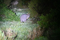 Notamacropus eugenii eugenii