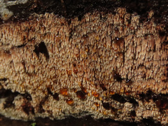 Phlebia nothofagi