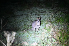 Notamacropus eugenii eugenii