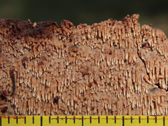 Phlebia nothofagi