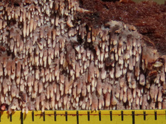 Phlebia nothofagi