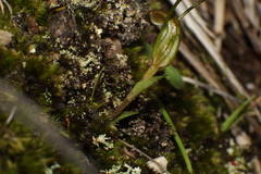Pterostylis parva