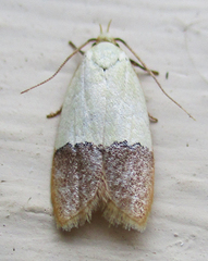 Odites natalensis