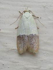 Odites natalensis