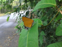 Pseudotajuria donatana