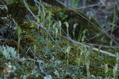 Pterostylis parva