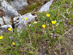 Potentilla crantzii