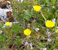 Potentilla crantzii