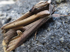 Actinotia intermediata