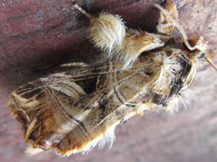 Callopistria repleta