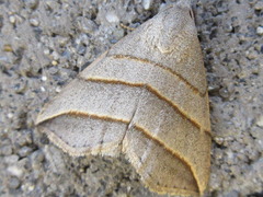 Colobochyla salicalis