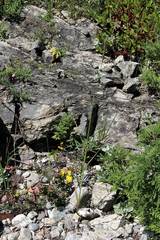 Elymus woroschilowii