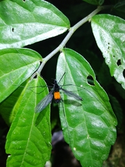 Tipula holoserica