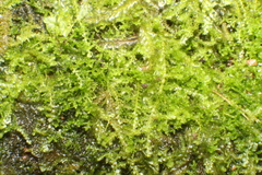 Ceramanus clatritexta