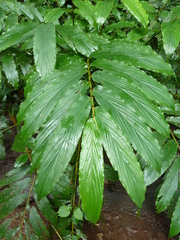 Aframomum strobilaceum