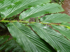 Aframomum strobilaceum