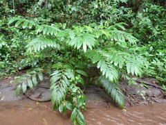 Aframomum strobilaceum