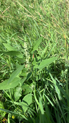 Chenopodium album