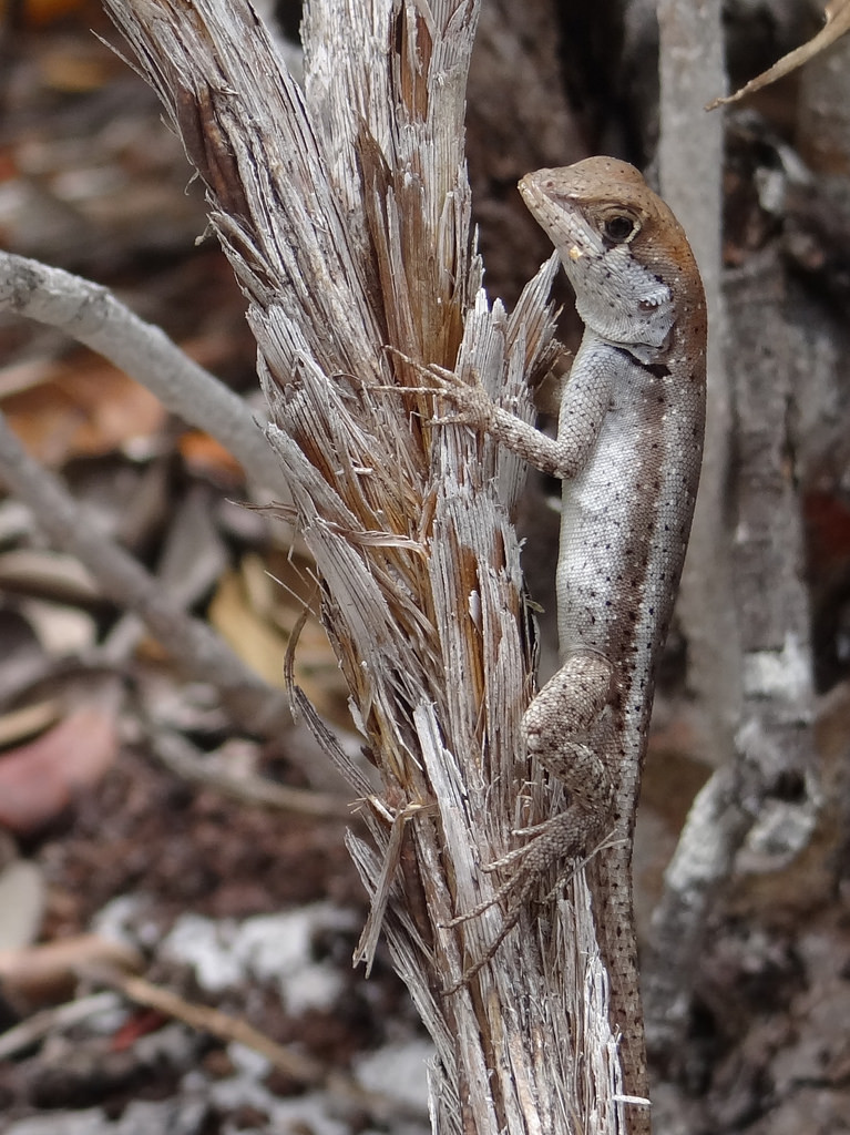 Reinhardt's Lava Lizard