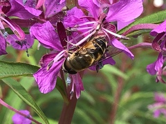 Eristalis pertinax