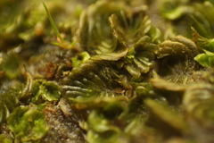 Lethocolea