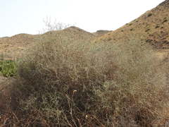 Launaea arborescens