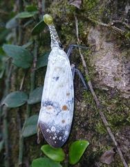Pyrops watanabei