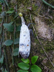 Pyrops watanabei