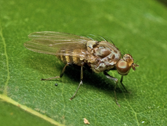 Minettia maculithorax