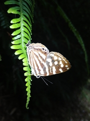 Dodona formosana