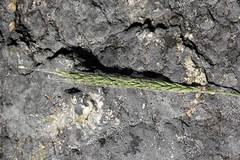 Elymus woroschilowii
