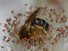 Halictus rubicundus