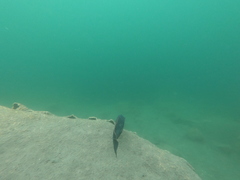 Oreochromis hunteri