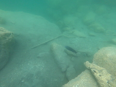 Oreochromis hunteri
