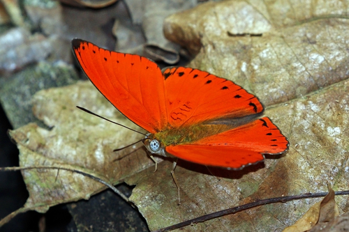 Western Red Glider