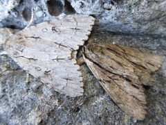 Shaka atrovittatus