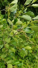 Alnus rohlenae