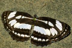 Neptis hylas