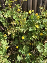 Chelidonium majus