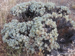 Astragalus granatensis